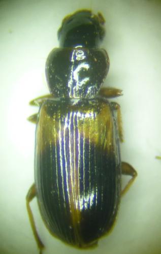 Réf. 341 758 : Acupalpus meridianus